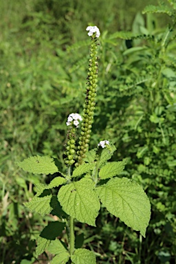 APII jpeg image of Heliotropium indicum  © contact APII