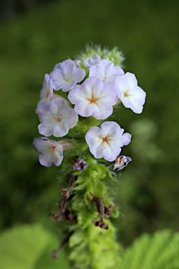 APII jpeg image of Heliotropium indicum  © contact APII