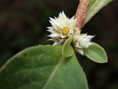 APII jpeg image of Alternanthera ficoidea  © contact APII