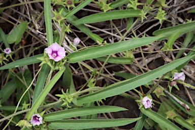 APII jpeg image of Ipomoea eriocarpa  © contact APII