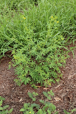 APII jpeg image of Cleome viscosa  © contact APII