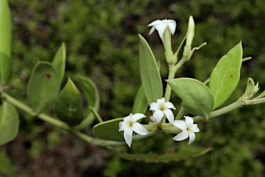 APII jpeg image of Carissa lanceolatum  © contact APII