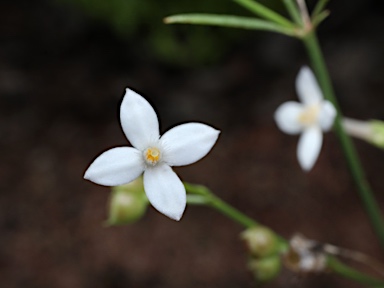 APII jpeg image of Oldenlandia mitrasacmoides subsp. mitrasacmoides  © contact APII