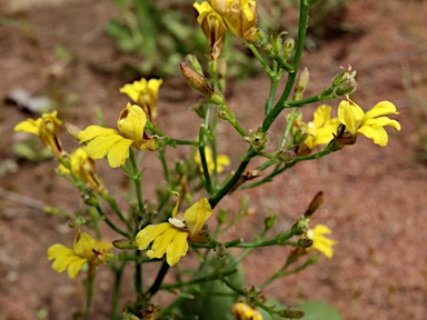 APII jpeg image of Goodenia hirsuta  © contact APII