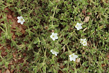 APII jpeg image of Dentella repens  © contact APII