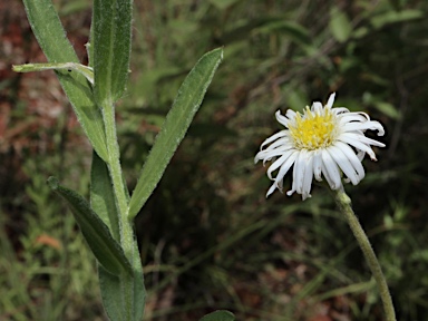 APII jpeg image of Olearia arguta var. lanata  © contact APII