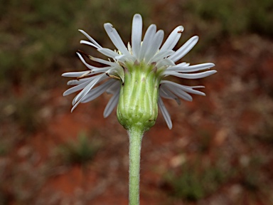 APII jpeg image of Olearia arguta var. lanata  © contact APII