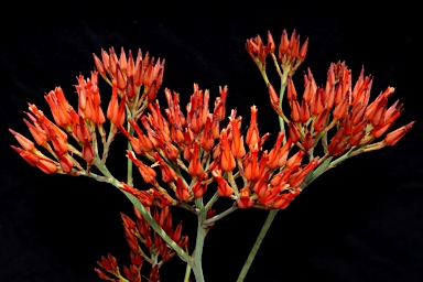 APII jpeg image of Haemodorum coccineum  © contact APII