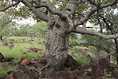 APII jpeg image of Brachychiton australis  © contact APII