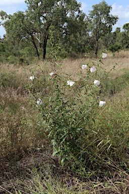 APII jpeg image of Hibiscus meraukensis  © contact APII