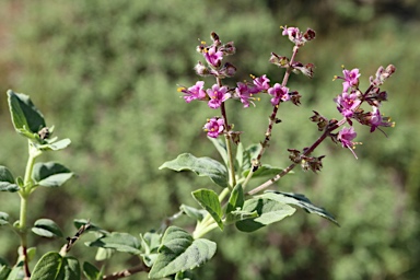 APII jpeg image of Ocimum caryophyllinum  © contact APII