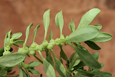 APII jpeg image of Dysphania glomulifera subsp. glomulifera  © contact APII