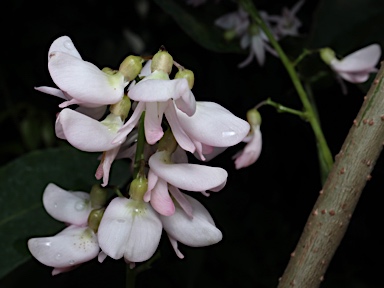 APII jpeg image of Derris trifoliata  © contact APII