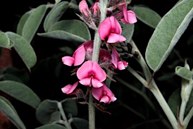 APII jpeg image of Indigofera basedowii  © contact APII