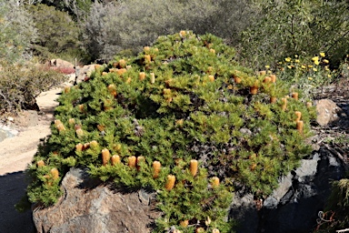 APII jpeg image of Banksia spinulosa 'Birthday Candles'  © contact APII