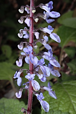 APII jpeg image of Plectranthus parviflorus  © contact APII