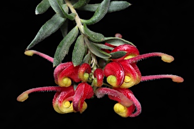 APII jpeg image of Grevillea 'Fireworks'  © contact APII