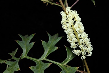 APII jpeg image of Grevillea flexuosa  © contact APII