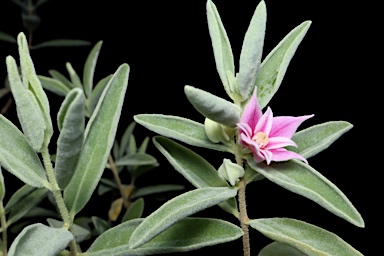 APII jpeg image of Boronia grandisepala subsp. grandisepala  © contact APII