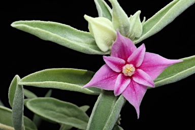 APII jpeg image of Boronia grandisepala subsp. grandisepala  © contact APII