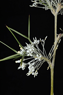 APII jpeg image of Grevillea corrugata  © contact APII