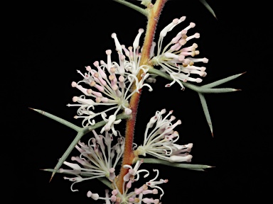 APII jpeg image of Hakea lissocarpha  © contact APII