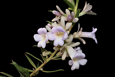 APII jpeg image of Eremophila psilocalyx  © contact APII