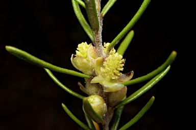 APII jpeg image of Bertya tasmanica var. Fine hairs (I.Crawford 3165)  © contact APII