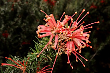 APII jpeg image of Grevillea juniperina subsp. fortis  © contact APII