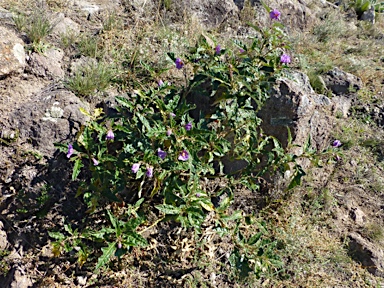 APII jpeg image of Solanum cinereum  © contact APII