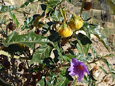 APII jpeg image of Solanum cinereum  © contact APII