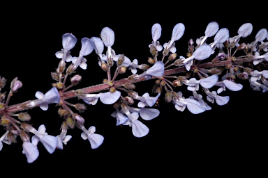 APII jpeg image of Plectranthus gratus  © contact APII