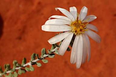 APII jpeg image of Olearia pimeleoides  © contact APII