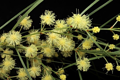 APII jpeg image of Acacia cognata  © contact APII