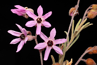 APII jpeg image of Lysiosepalum involucratum  © contact APII