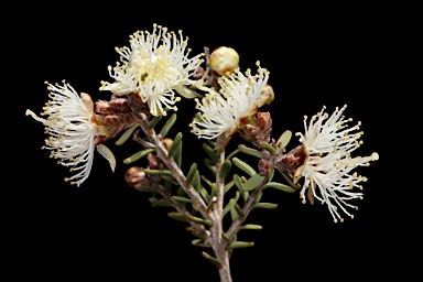 APII jpeg image of Melaleuca sparsiflora  © contact APII