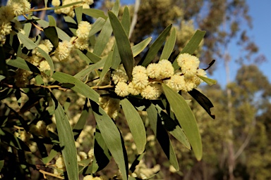 APII jpeg image of Acacia melanoxylon  © contact APII