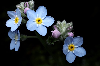 APII jpeg image of Myosotis  © contact APII