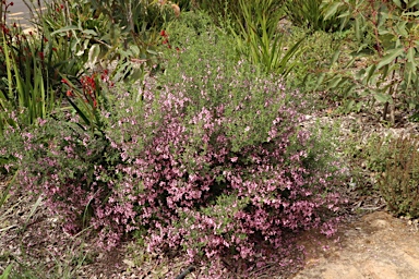 APII jpeg image of Prostanthera ovalifolia 'Brundah Candy'  © contact APII