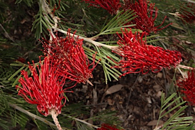 APII jpeg image of Grevillea 'Scarlet King'  © contact APII