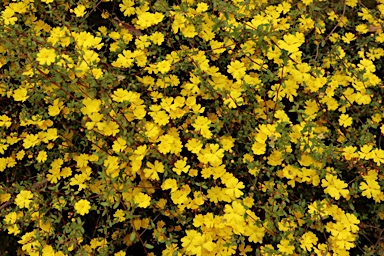 APII jpeg image of Hibbertia empetrifolia  © contact APII