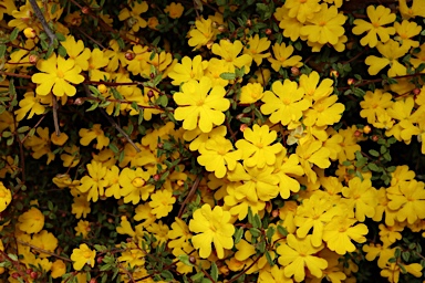 APII jpeg image of Hibbertia empetrifolia  © contact APII