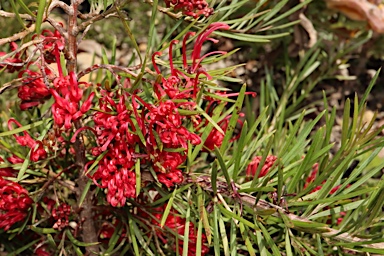 APII jpeg image of Grevillea molyneuxii  © contact APII