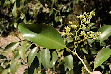 APII jpeg image of Coatesia paniculata  © contact APII