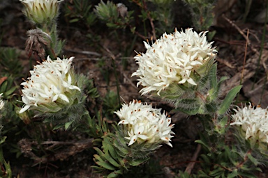 APII jpeg image of Pimelea imbricata var. piligera  © contact APII