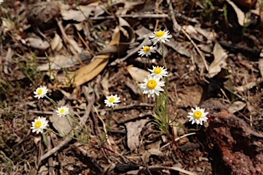 APII jpeg image of Hyalosperma simplex subsp. simplex  © contact APII