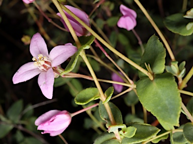 APII jpeg image of Boronia ovata  © contact APII