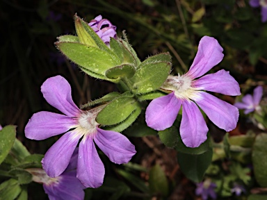 APII jpeg image of Scaevola platyphylla  © contact APII