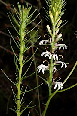 APII jpeg image of Goodenia fasciculata  © contact APII