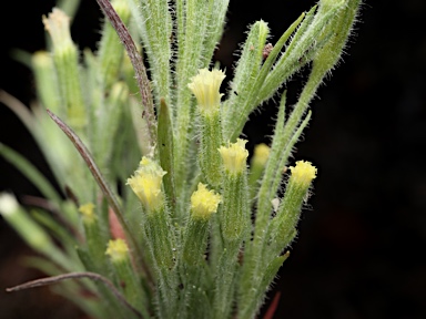 APII jpeg image of Millotia tenuifolia var. tenuifolia  © contact APII